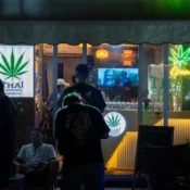 Cannabis In Thailand With Cannabis Business In The Era Of Free Cannabis Zweedz
